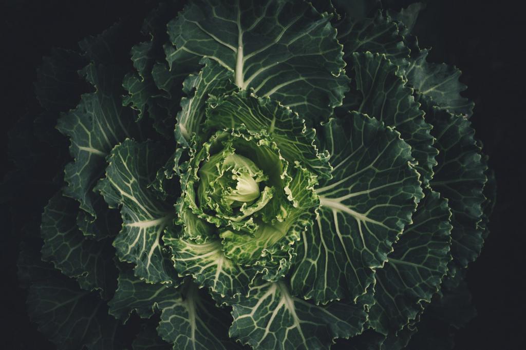 A bird's eye view on a head of kale